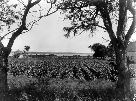 Scenic view of a potato field, P.E.I.