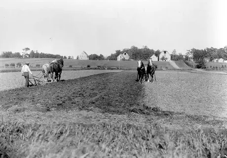 Cultivating with horse drawn equipment