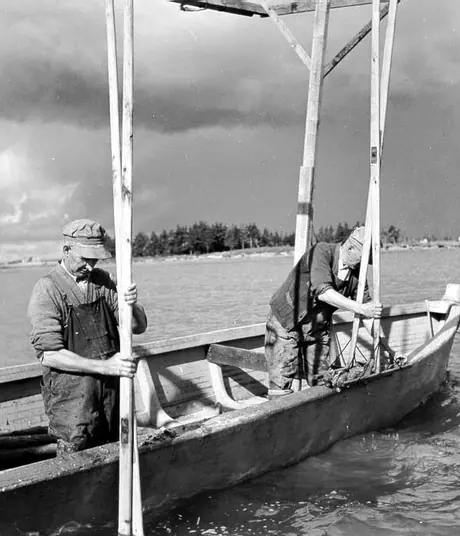 Oyster fishing, Ellerslie, P.E.I.