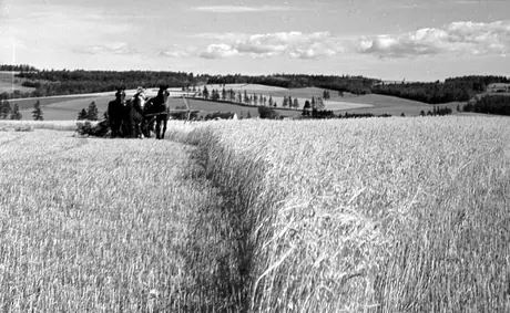 Harvesting with horse drawn equipment