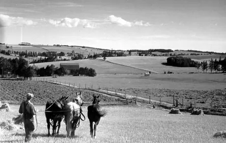 Returning to the stables after the harvest