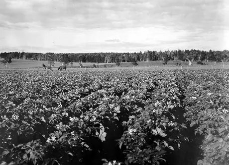 Potato field