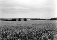 Countryside at Cardigan River