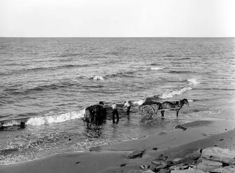 Collecting Irish moss