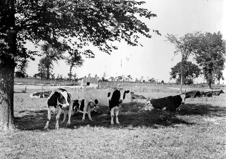 Cattle grazing, Casselman farm