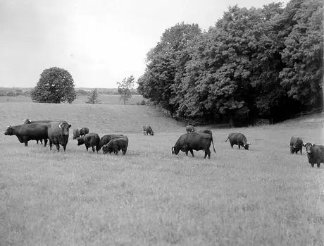 Shorthorn cows and calves grazing in a pasture