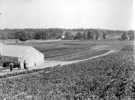Field crops for market, Woodstock farm