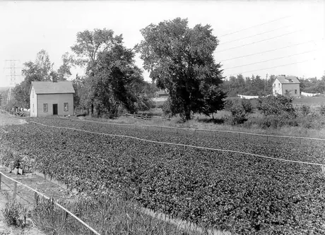 Celery plot with watering system located on a farm near Burlington, Ontario