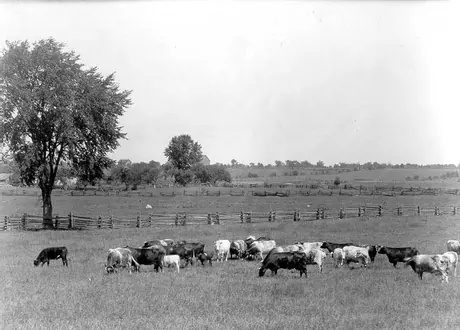 Shorthorn cattle grazing on Blythe farm