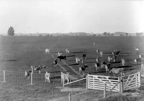 Jersey cattle on Fleming Farm, Pickering