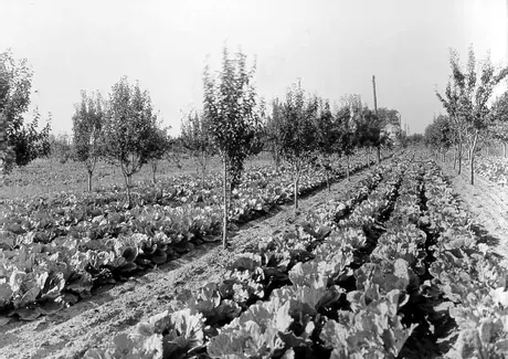 Close up view of crops on a truck farm in Western Ontario