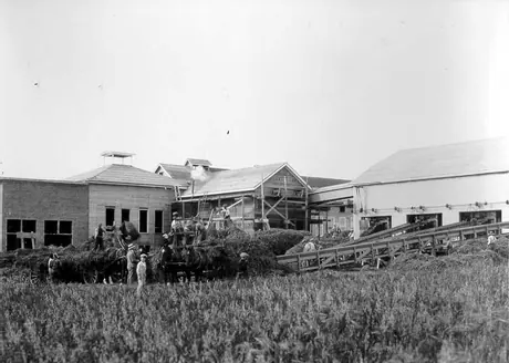 Unloading peas on vine for processing at cannery factory