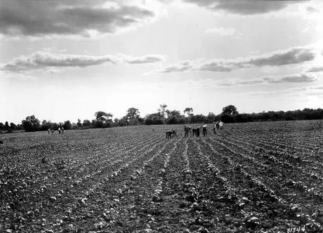 Part of an eleven acre field of beans at the Canadian Canners Factory