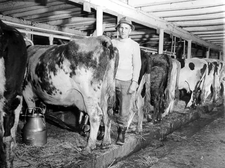 Immigrant farmer working in the dairy on a Southern Ontario farm