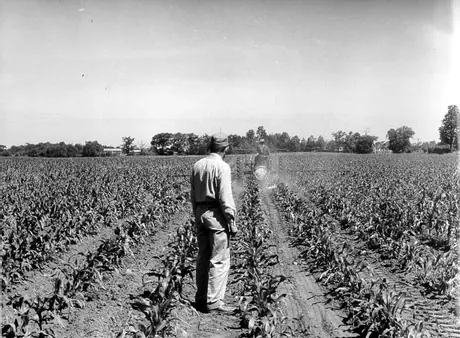 Immigrant workers spraying crops on a Maple, 
Ontario farm