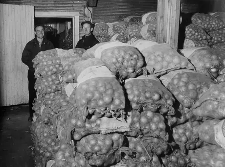 Immigrant farmers with sacks of onoins grown on a Southern Ontario farm