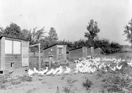 Hen farm, Erindale, Ontario