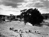 Cows grazing along the Kennebecasis River, near Sussex