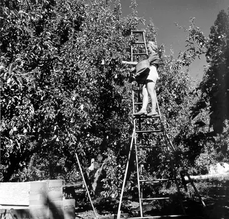 Picking fruit in an orchard of the Okanagan Valley