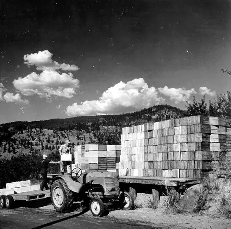 Handling fruit shipment at a Penticton orchard, Okanagan Valley