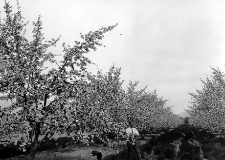 Apple orchard, Kelowna, B.C.