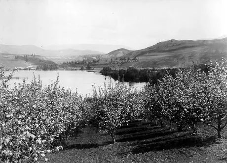Fruit orchard overlooking Kalamalka Lake