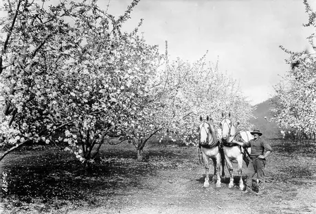 Orchard in season, Okanagan Valley