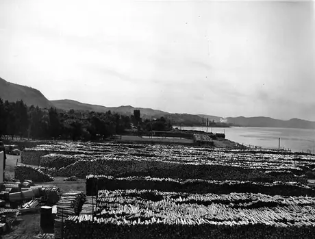 Pulp wood awaiting shipment, Campbellton, New Brunswick