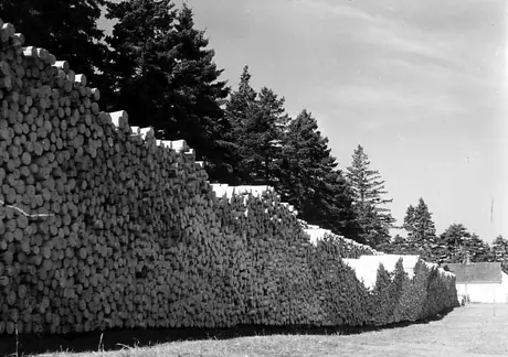 Pile of pit props at Chatham, New Brunswick