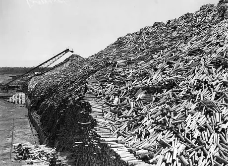 Pulp pile at Bathurst Pulp Co. Mill
