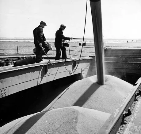 Loading grain onto a cargo ship