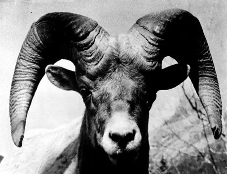 Close-up of a large mountain sheep