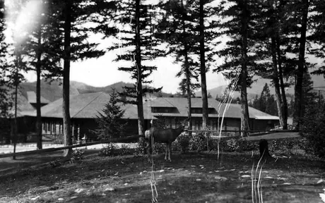 Deer outside a Jasper Park Lodge cabin