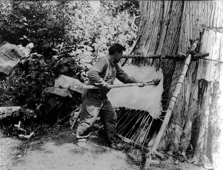 Aboriginal man scraping a stretched moose hide using a stone scraper with frame leaning on a Douglas fir
