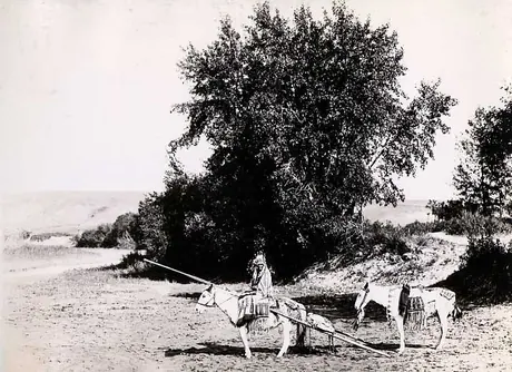 Stoney man and two white horses, all dressed in decorative, beaded hide clothing.
Original caption: