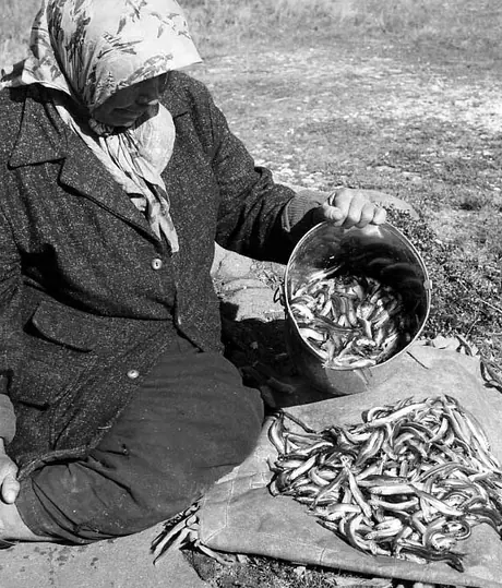 Elderly Cree woman displaying her bucket of smelt.
Original caption: