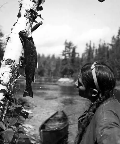 Aboriginal girl examining speckled trout hanging on birch tree. 
Original caption: