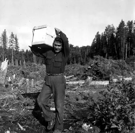 Ojibwa man carrying wooden box on his shoulders, while walking through cleared bush in Northern Ontario.
Original caption: