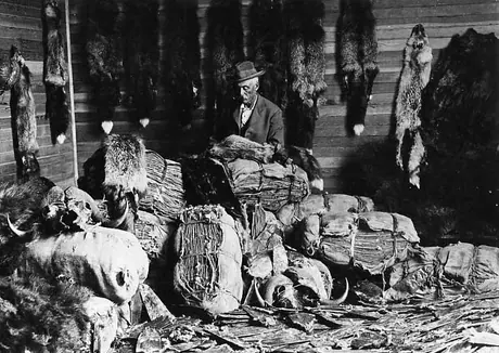 Elderly man seated at work with fur hides and horns surrounding him