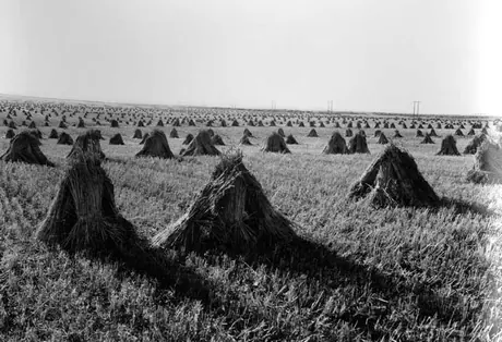 A wheat field in Western Ontario