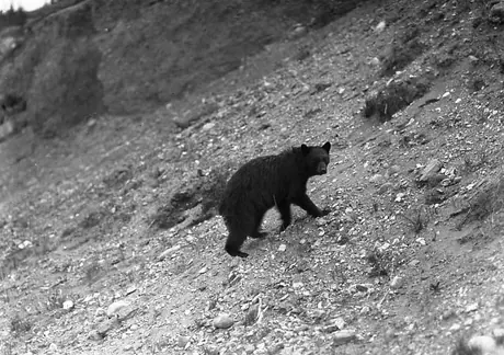 Black bear strolling Jasper National Park