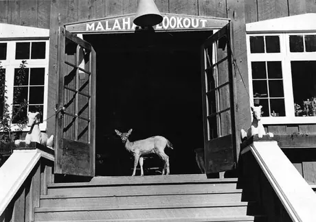 A wild deer standing in the entrance of the Malahat Lookout