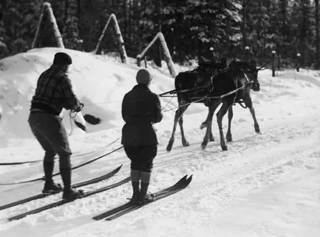 Ski-joring with moose