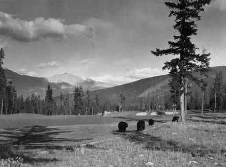 Bears strolling through the golf course, Jasper Park Lodge