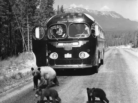 Bears crossing the road in front of a tour bus, Jasper