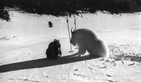 A mountain goat resting by ski equipment