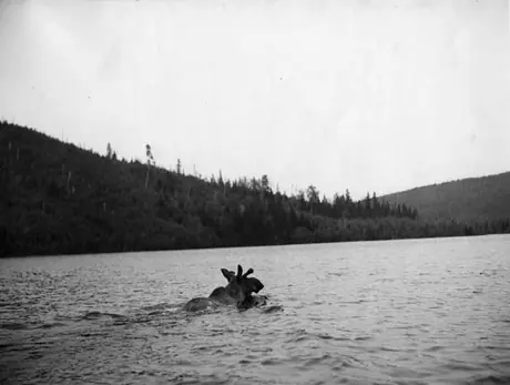 A moose swimming in Grasshopper Lake