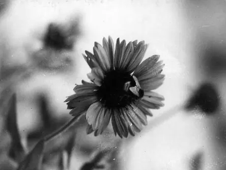 A bee on a flower