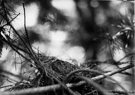 Robin nesting in a tree