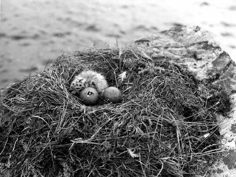 Sea gull nest in Algonquin Park during hatching period at Catfish Lake
